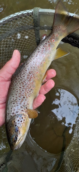 Cregrina trout - JA from Rhayader